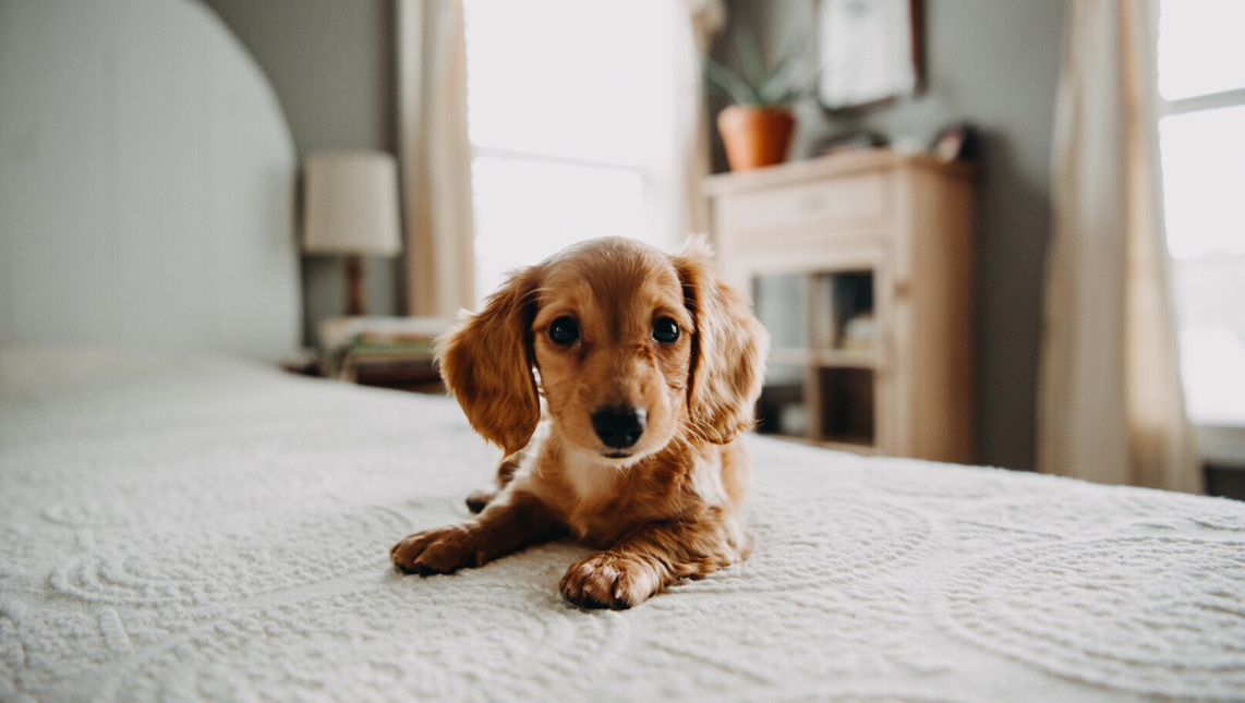 How to Find the Best Pet-Friendly Apartment?